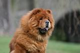 CHOW CHOW 731
